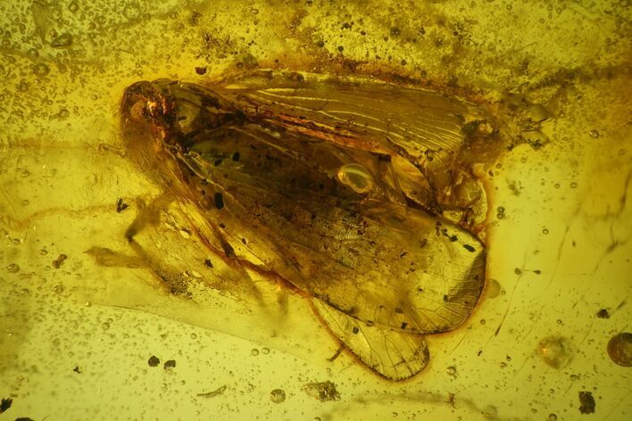 Detailed Fossil Cicada (Auchenorrhyncha) In Baltic Amber #183608
